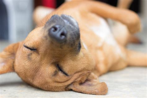 Let Sleeping Dogs Lie: It Helps Them Consolidate Memories | Live Science