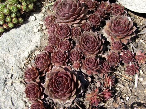 Почвопокровные цветы-многолетники: фото, названия, клумбы из ...