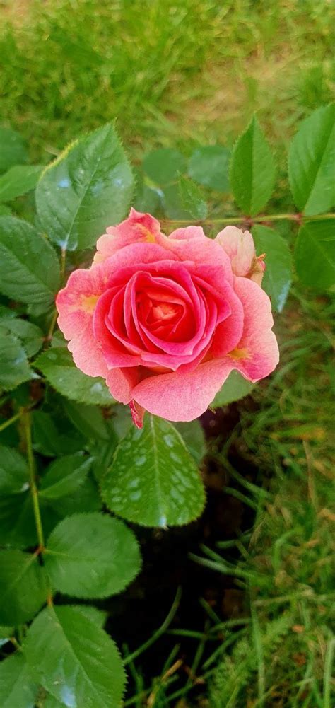 Роза «Цезарь» (21 фото): описание плетистого сорта и правила его ...