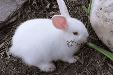 Florida White Rabbit Size Color Temperament Behavior