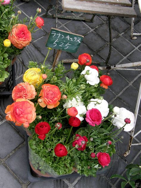 Ранункулюс на клумбе (67 фото) » НА ДАЧЕ ФОТО