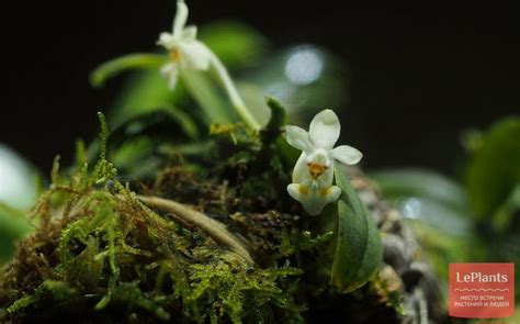 Фаленопсис горбатый (Phalaenopsis gibbosa) — описание, выращивание ...