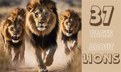 amazing  interesting facts  lions