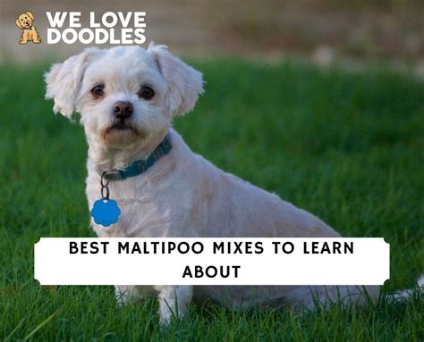 10 Best Maltipoo Mixes To Learn About