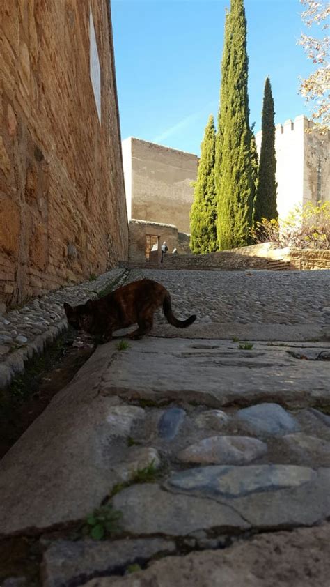 Cat In The Alhambra Rspain