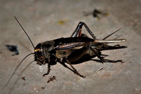 METEOFOR Same Sex Behavior In Crickets Is Evolution Strategy
