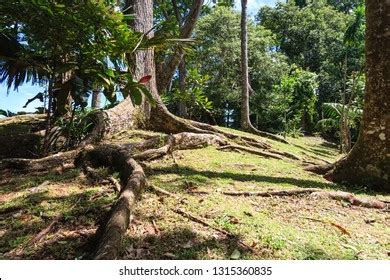 Naked Roots Oleander Trees On Tropical Stock Photo 1315360835 Shutterstock