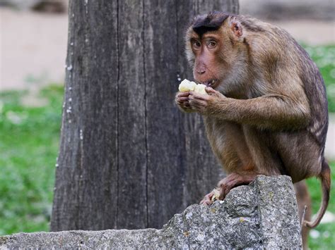 A Rare Case Of B Virus Transmission From Monkeys To Humans Raises