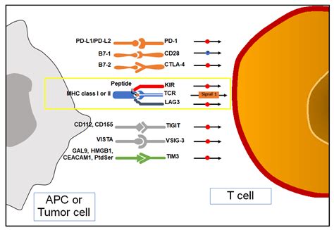 Biomedicines Free Full Text Immune Checkpoint Inhibitors In Renal