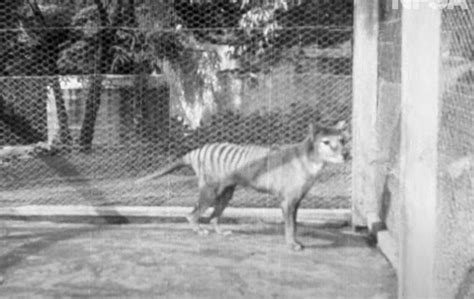 Unearthed Footage From 1935 Shows The Last Living Tasmanian Tiger Ever