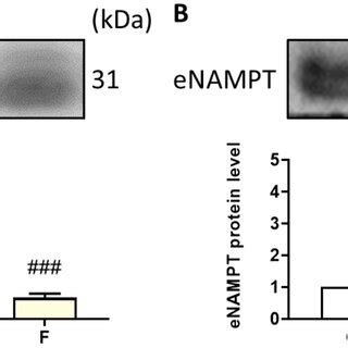 Effect Of Visfatin On Serum Angiogenesis Marker And Extracellular NAMPT