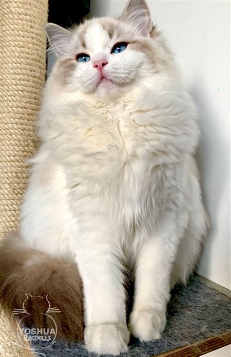 Yo Soy Ragdoll Blue Bicolor Links Artofit