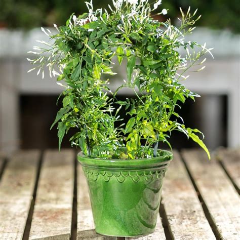 Жасмин комнатный (цветок): посадка и уход в домашних условиях, описание ...