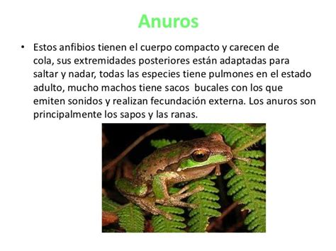 Los Anfibios