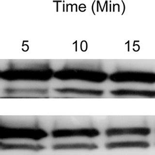 Wild-type cells transformed with the indicated plasmids were grown to ...