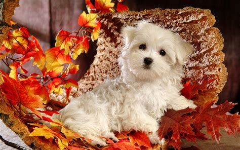 Cute Puppy Thanksgiving Wallpapers - Top Free Cute Puppy Thanksgiving ...