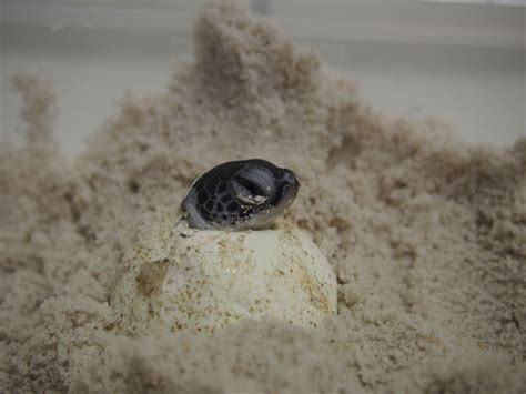 How Temperature Determines The Sex Of Hatching Sea Turtles Clarence