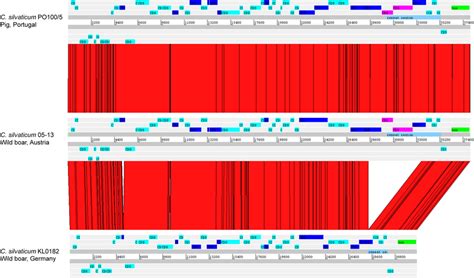 Alignment Of Tox Prophages From Corynebacterium Silvaticum Strains