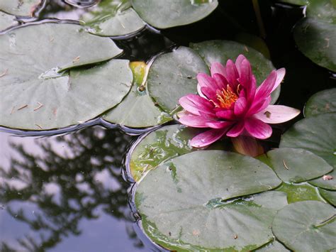 Seerose fotografie — Photo-Sales.com