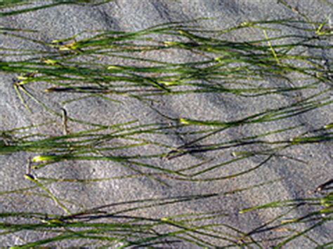 Untitled Document [courses.washington.edu]