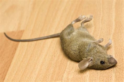 Мертвая мышь | Dead mouse, Mice control, Mouse