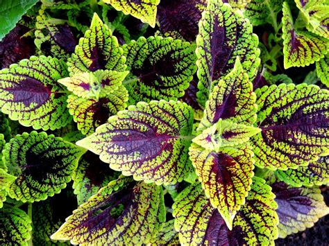 Колеус Скарлетт (54 фото) - фото - картинки и рисунки: скачать бесплатно