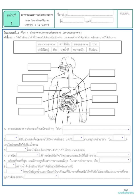 ใบงานที่ 6 หน่วยที่ 1 เรื่องระบบย่อยอาหาร ใบงานเชิงโต้ตอบ Topworksheets