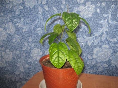 Клеродендрум Томсона