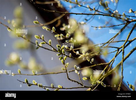 Pussy Willow Branches Stock Photo Alamy