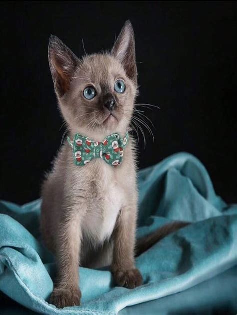 Corbata De Mo O Ajustable Con Campana Para Collar De Gato Accesorios