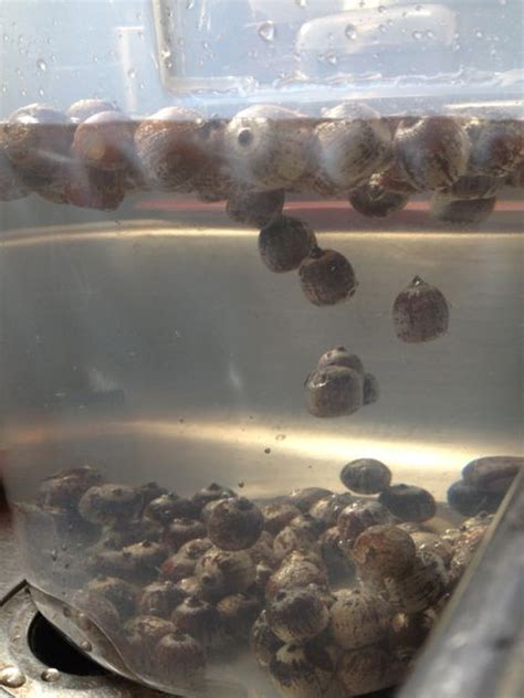 How to tell Good Acorns from Bad Acorns – The New England Acorn Cooperative