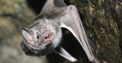 Vampire Bat Teeth Everything You Need To Know A Z Animals