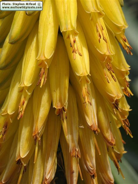 Aloe Vera Yellow Aloe The Online Flora Of The Maltese Islands