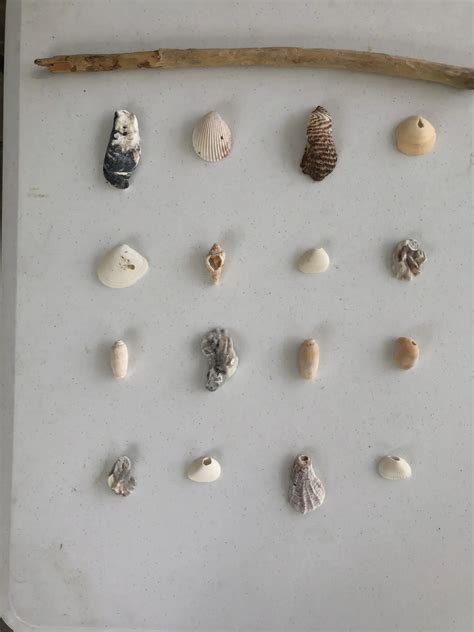 DIY Shell Wall Hanging The House House