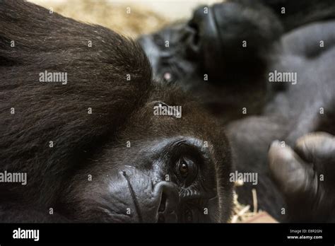 Western Lowland Gorilla Gorilla Gorilla Gorilla Pair Of Gorillas