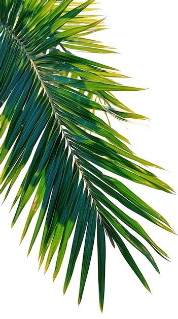 Premium Photo Coconut Tree Leaf Isolated On White Showcasing Lush