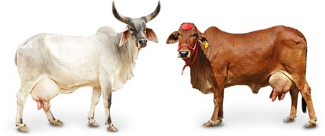 Indian Cow Png Image 10 Free Cliparts Download Images On Clipground 2025