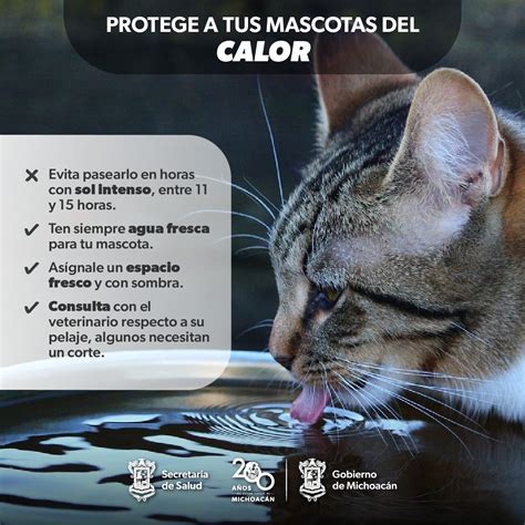 Emite La Ssm Recomendaciones Para Proteger Mascotas Del Calor