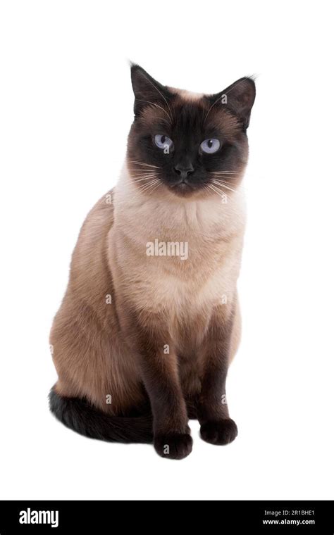 Blue Point Siamese Cat Hi Res Stock Photography And Images Alamy