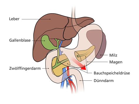 Operation Am Bauchspeicheldr Sensegment Klinik Und Poliklinik F R