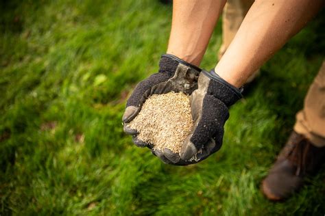 Should You Seed Your Lawn In Fall Or Spring Tips For Wi And Mn Homeowners