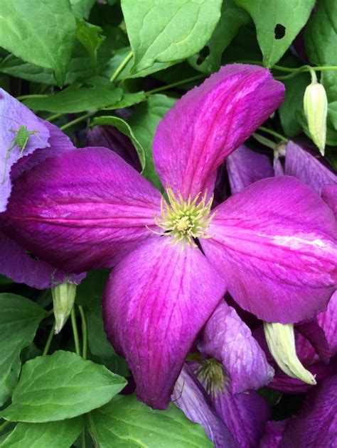 Wordless Wednesday Clematis ‘jackmanii Purpurea Susan Rushton