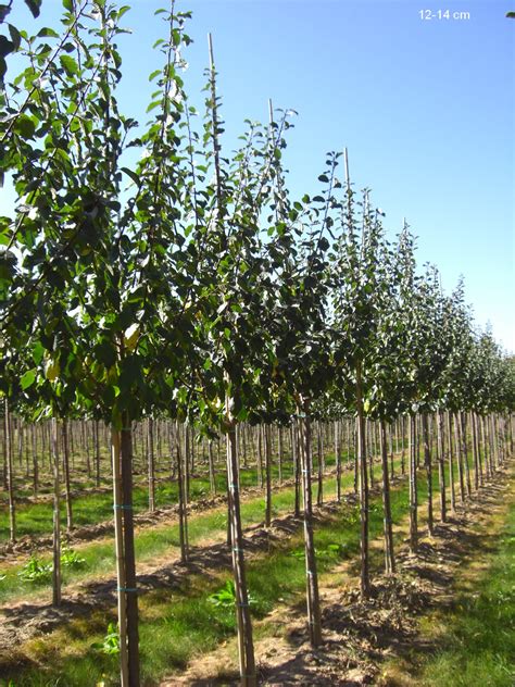 gelbe Reneklode Oullins Reneklode kaufen