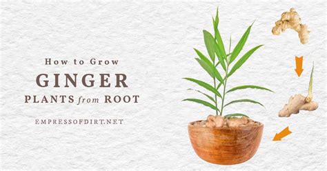 How To Sprout Ginger Root And Indoor Growing Tips — Empress Of Dirt