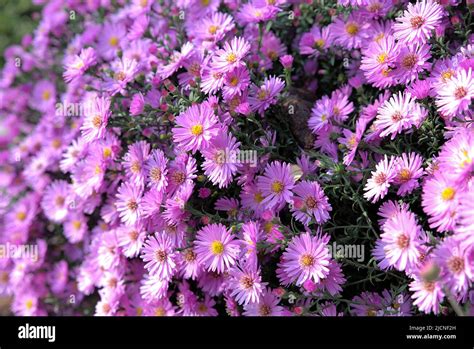 Flowers Of Aster Dumosus Stock Photo Alamy