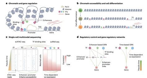 Commentary On The Value Of Multimodal Single Cell Sequencing For