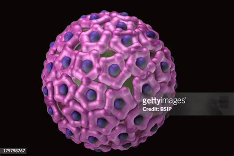 283 Papilloma Virus Stock Photos, High-Res Pictures, and Images - Getty ...