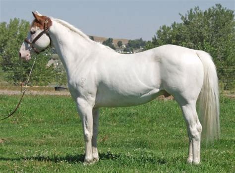 Medicine Hat Horse Horses Horse Painting Pretty Horses