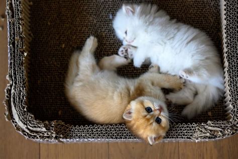 how to know if kittens have worms