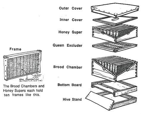 Bee Hive Nuc Plans Tarman